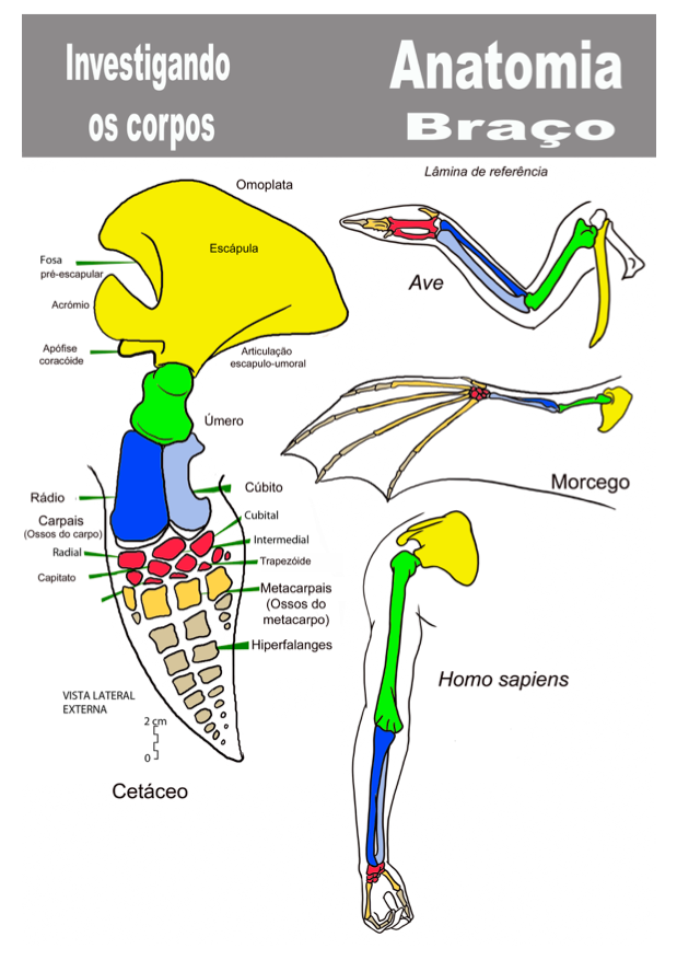 Morfologia e Anatomia